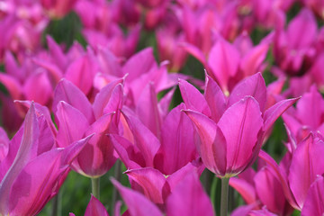Tulips