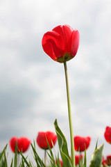 Obraz premium Red tulip flower