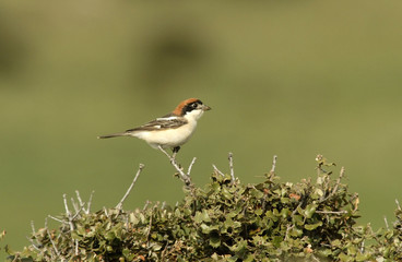 Alcaudón en la ramita