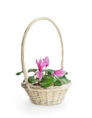 Fototapeta na wymiar Pink cyclamen flower in basket