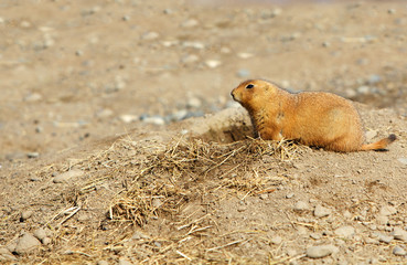 Prairie dog on a mound