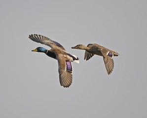 Male and Female Mallard in Flight