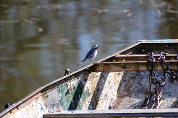 oiseau sur vielle barque