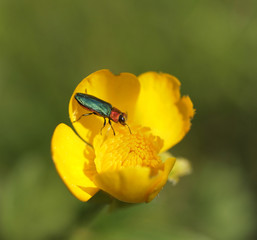 Grüner käfer auf Butterblume