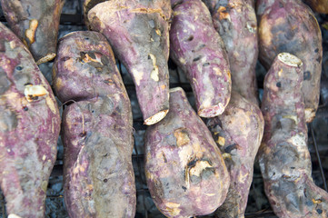 yam or Sweet Potato