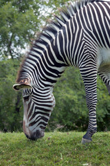 Fototapeta na wymiar Grevy's zebra