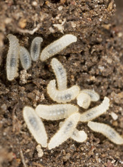 Black garden ant eggs