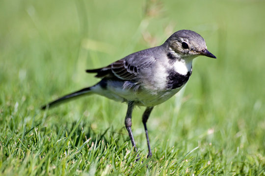 White Wagtail (Motacilla Alba)