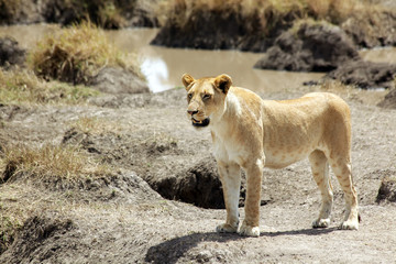 Masai Mara Lioness