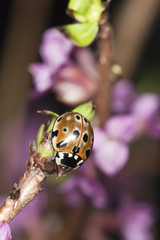 Eyed ladybug (Anatis occelata)