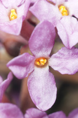 daphne mezereum