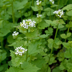 Knoblauchsrauke - Alliaria petiolata