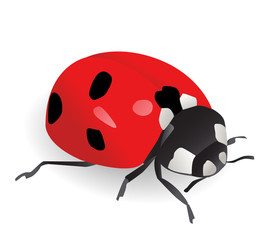 Vector illustration of a ladybug