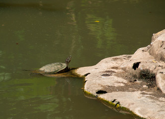 Tortue dans son étang, jardin botanique, Guadeloupe