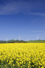 菜の花畑と風車