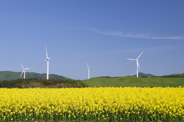 菜の花畑と風車