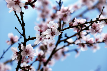 Spring blooming tree on a street