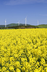菜の花畑と風車
