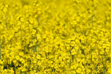 菜の花畑