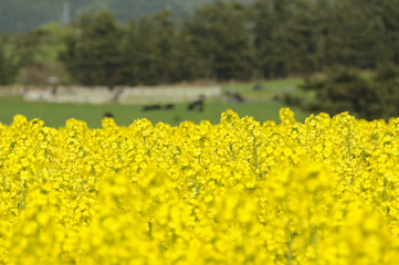 菜の花畑と放牧牛