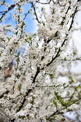 Spring blooming tree on a street