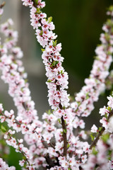 Spring blooming tree on a street