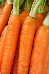 Carrot