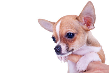 Chihuahua small puppy