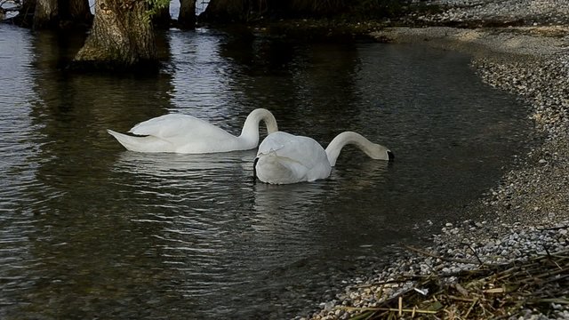 Cigni in coppia