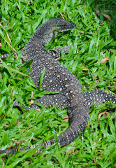 Goanna (Lace Monitor) (Varanus varius) Lizard
