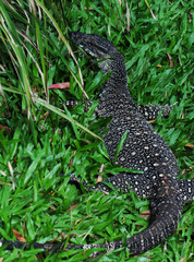 Lace Monitor (Lace Goanna) (Varanus varius) Lizard in Grass