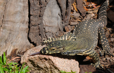 Lace Monitor (Lace Goanna) (Varanus Varius) Lizard