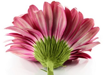 Gerbera Back