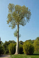 majestueux platane d'orient