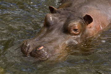 hippo swiming