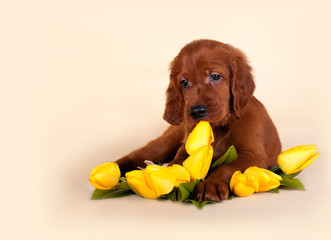 setter's puppy with flowers