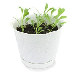 Young seedlings of flowers