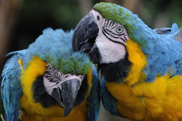 ルリコンゴウインコ