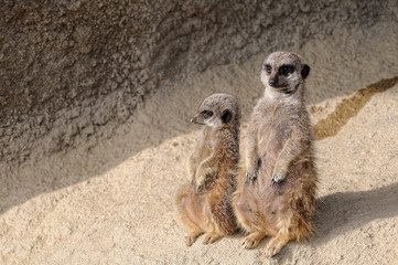 ミーアキャットの親子