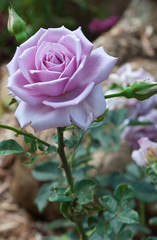 rose mauve