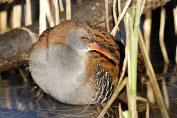 Water Rail, Rallus aquaticus