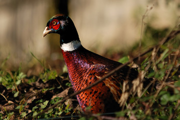 common pheasant