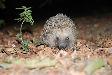 erinaceus europaeus - hedgehog