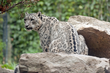 Snow leopard