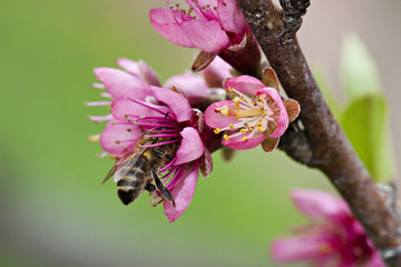 Bee on peach blossom