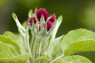Apple tree in blossom