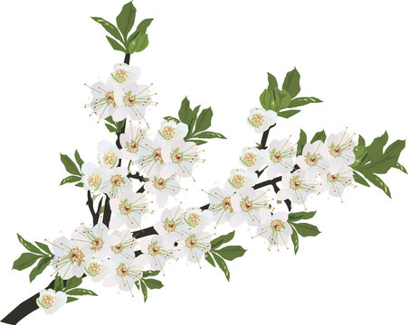 white flowers sakura isolated branch