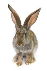 gray rabbit