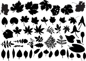 set of isolated leaves silhouettes