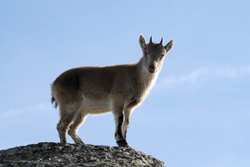 Contraluz del cabritillo